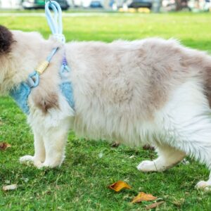 fleece pet harness